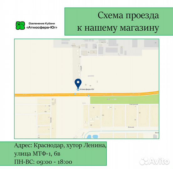 Ель pungens glauca globosa (nana)