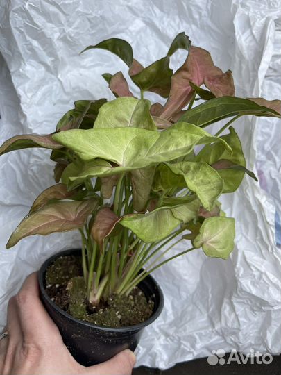 Сингониум неон пинк