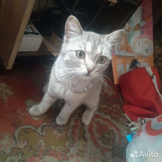 Кошка