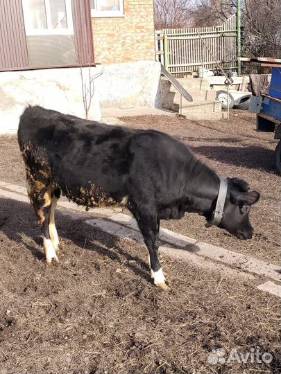 Корова дойная