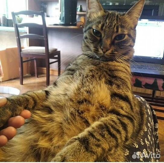 Передержка животных