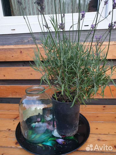 Лаванда саженцы зимостойкая