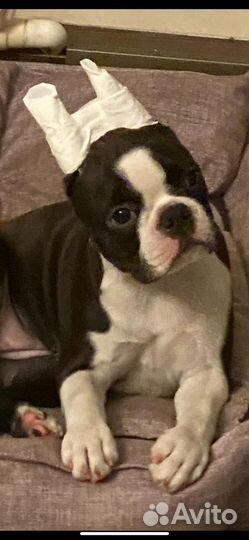 Щенки бостон терьер