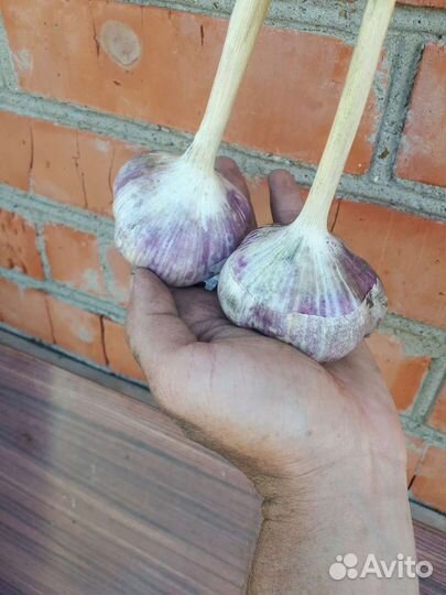 Чеснок(озимый)