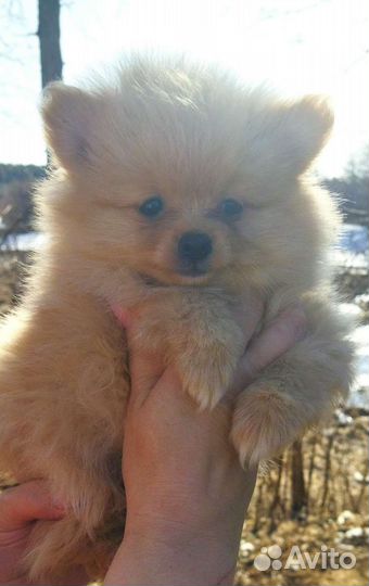 Немецкий шпиц