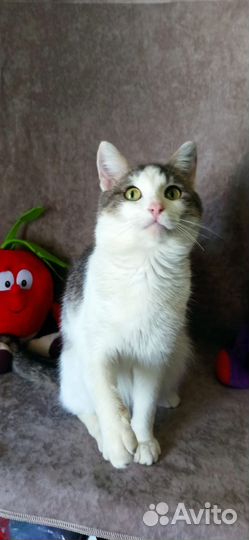 Кот Мышелов