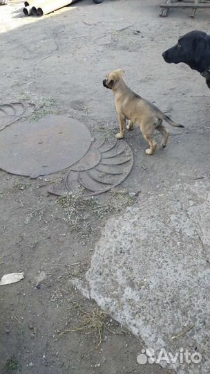 Собака в добрые руки отдам бесплатно