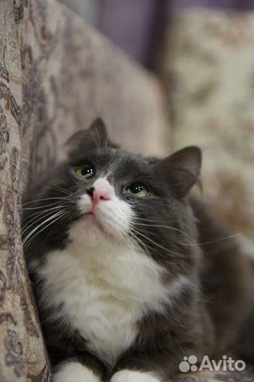 Котик Снежок ищет семью