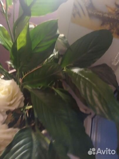 Цветы комнатные, разные