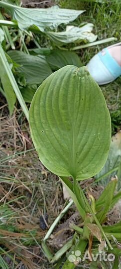 Хоста (растение) светлозеленая с темной каймой