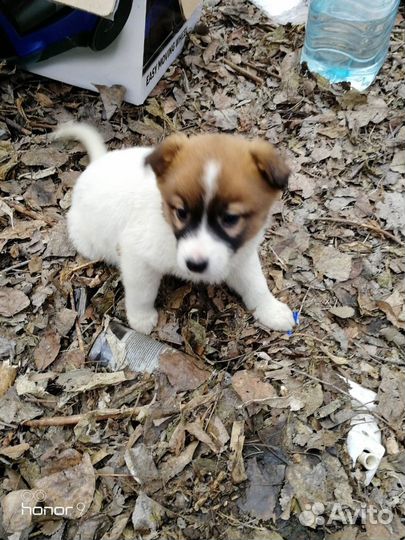 Щенки в добрые руки