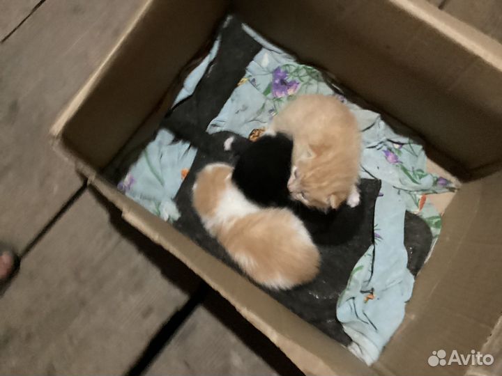 Кошки в добрые руки