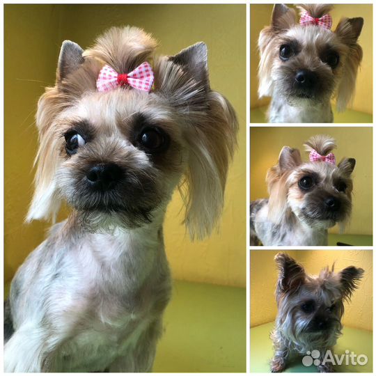 Груминг собак и кошек