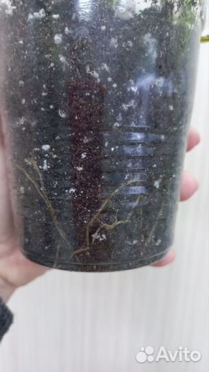 Эпипремнум неон