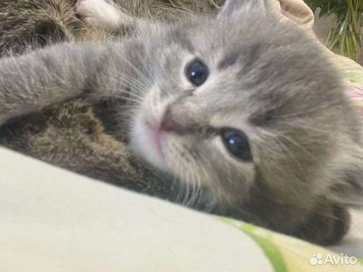 Котик в добрые руки