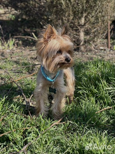 Случка Йорка