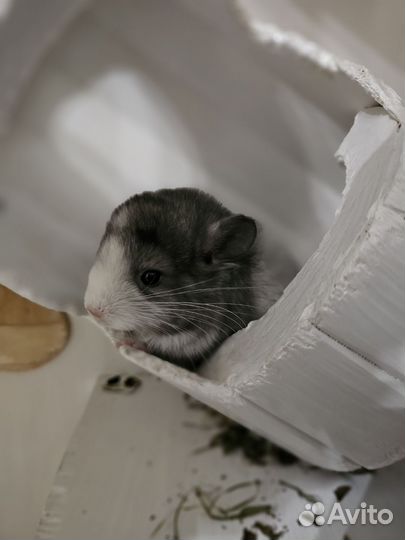 Малыши Шиншиллы