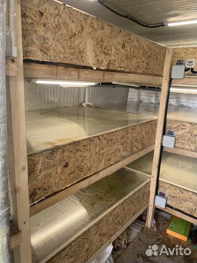 Узв для австралийского рака