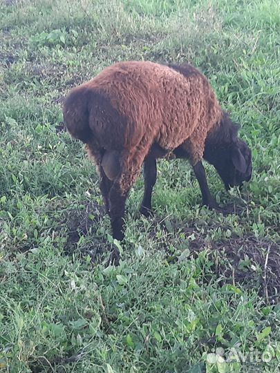 Бараны и овцы