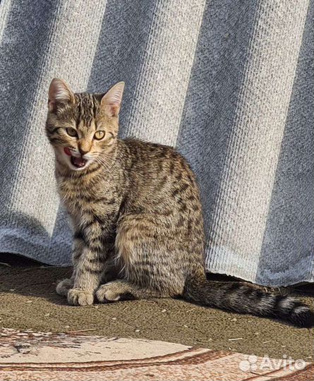 Британский кот(метис) в дар