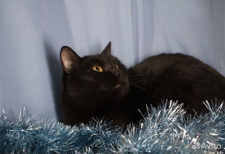 Котик - Коржик