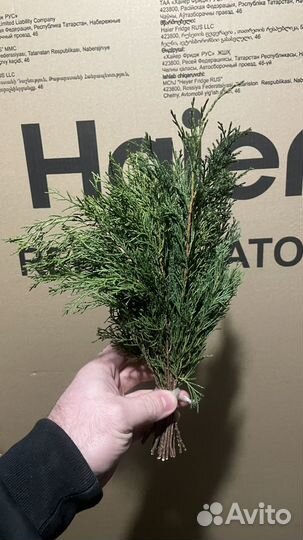 Можжевельник, скрутки, запарки