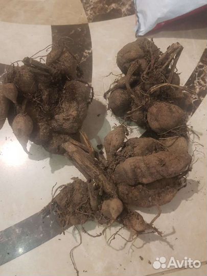 Георгины клубни