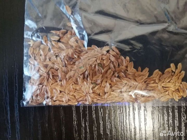 Семена туи Западной Тини Тим (100 шт)