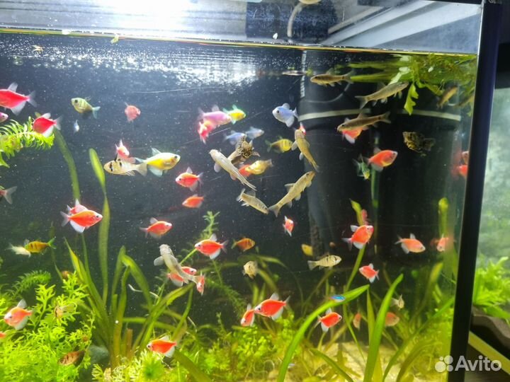 Тернеция гло