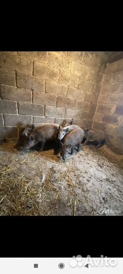 Дикие кабаны смесь с венгерским