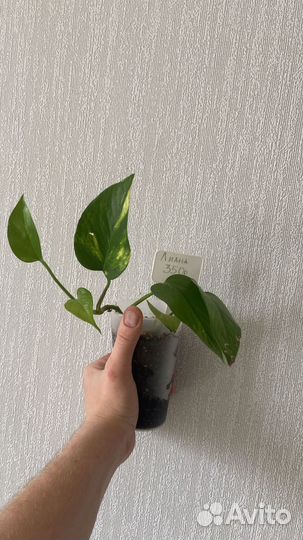 Комнатные растения