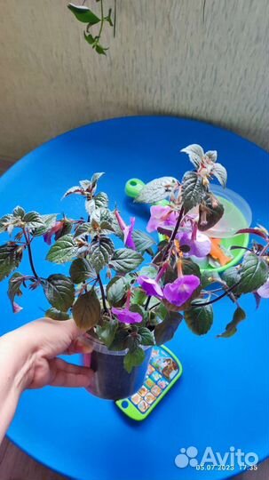 Ахименес Комнатные цветы Дружная семейка