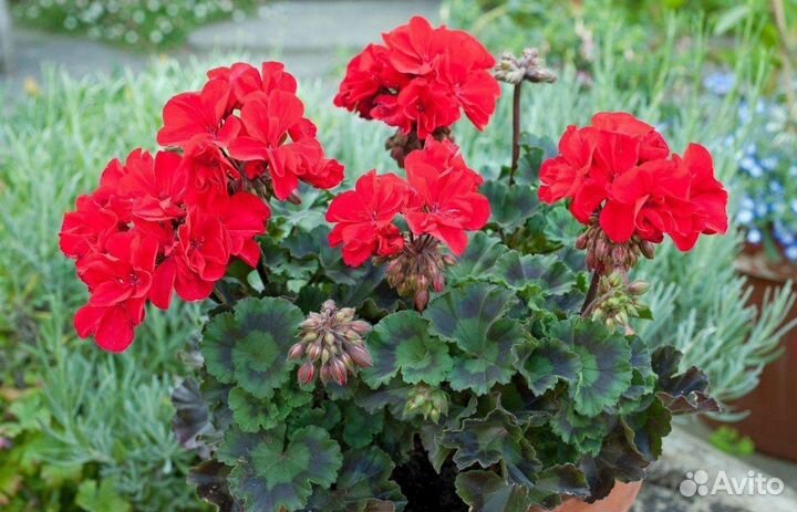 Красивоцветущие пеларгонии (герани)