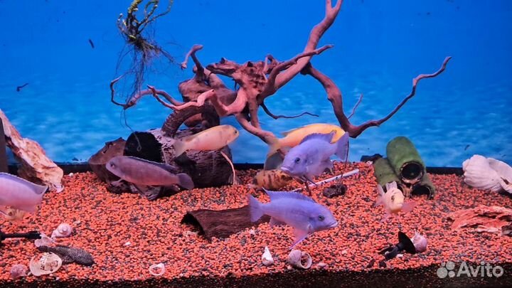 Крупные рыбки цихлиды анцитрусы
