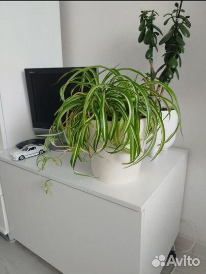 Хлорофитум кудрявый