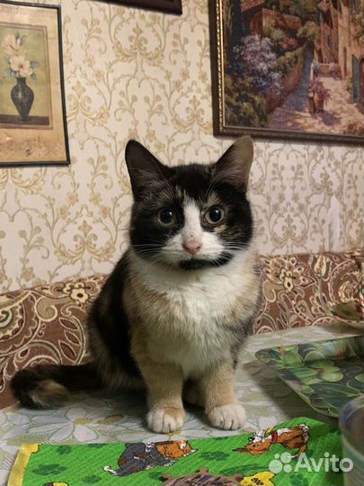 Котенок кошечка