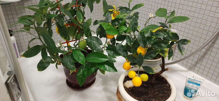 Мандарин павловский (померанец)