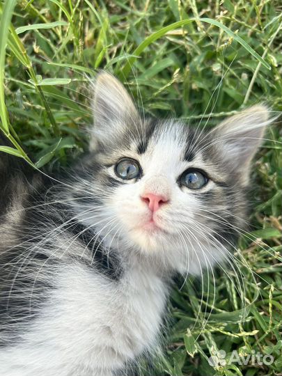 Котята в добрые руки даром