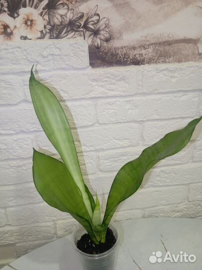 Сансевиерия Муншайн