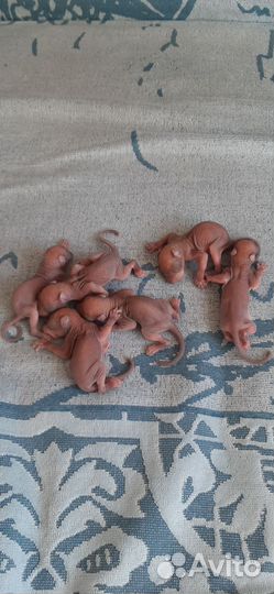 Белка домашняя