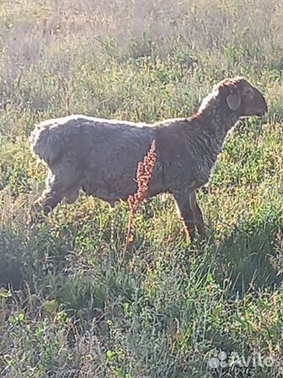 2 гиссара мясного типа -курдюк небольшой1,2года