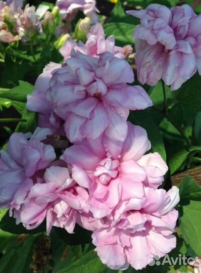 Растения для сада. Калистегия- махровый вьюн