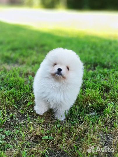 Кремовые мальчик и девочка РКФ