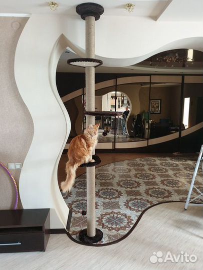 Когтеточка 