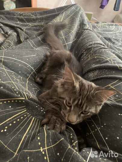 Котёнок мейн-кун