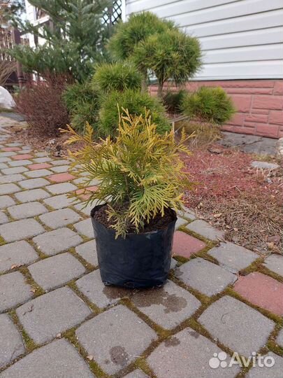 Продам тую Голден Глоб