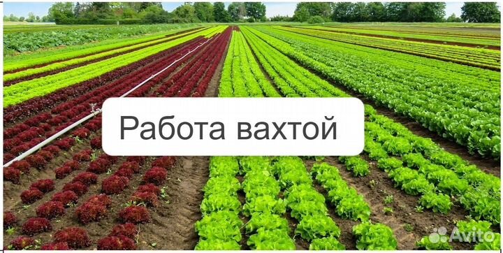 Подсобный рабочий с проживанием Псковская обл