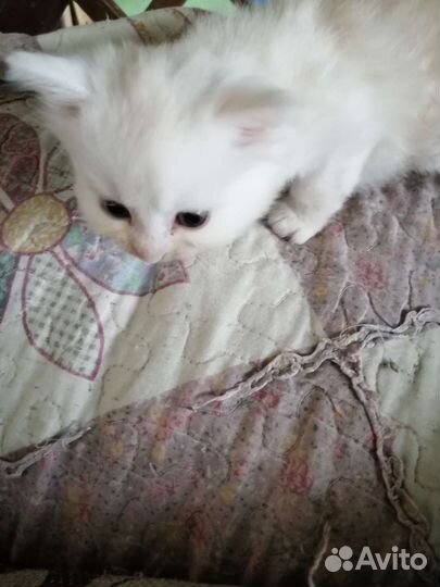 Котята дворовые, мама трех цветная