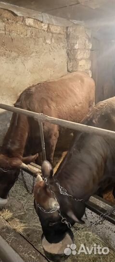 Пподам телок и быка