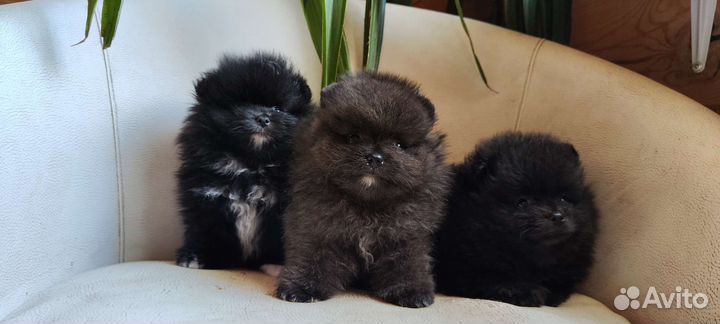 Щенки шпица